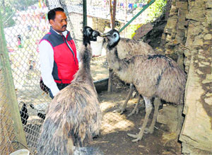 Kuldeep Singh with emus on a farm in Shimla on Wednesday.