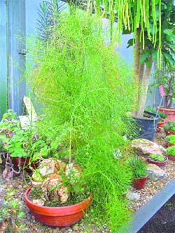 The fast-growing vines of this plant are completely leafless