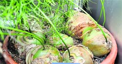 Bulbs of climbing onion
