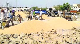 Labourers dry wheat at the Thanesar mandi in Kurukshetra on Saturday.