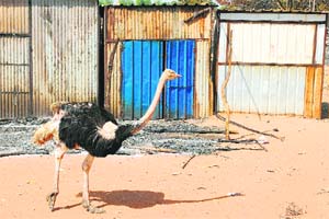 An ostrich strays into the empty streets of Bentiu after armed clashes between the army and rebels
