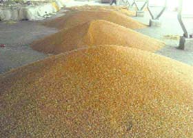 Wheat that has arrived in the grain market in Jind for procurement