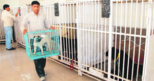 Kennels at the government pet clinic in Sector 3, Panchkula.
