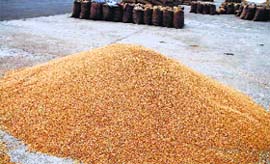 Wheat lies in the open at the grain market in Hisar on Monday.