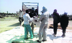 Labourers shift rotten wheat to another place in Jind on Tuesday.