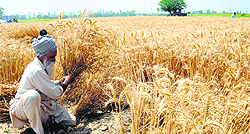 A man harvests wheat in Ludhiana