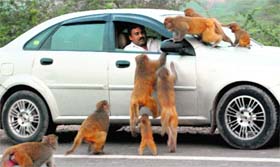 A man feeds monkeys at Ramgarh in Panchkula.
