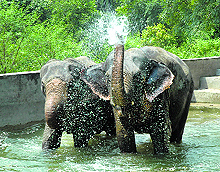 Laxmi and Chanchal, two female eleplants, splash in a water pond at Kalesar Wildlife Sanctury in Yamunanagar