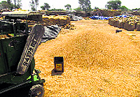 Rotten wheat being segregated at a godown in Hansi