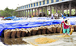 A woman removes water around wheat bags after rain at the new grain market in Karnal on Thursday
