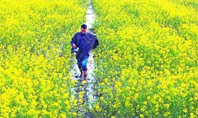 A man crosses a mustard field in south Kashmirs Pampore town on Wednesday.