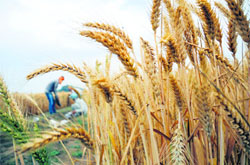 Standing wheat crop in Ludhiana.