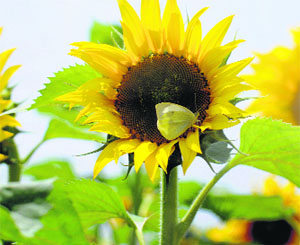 A butterfly hovers around a sunflower to collect nectar.