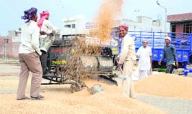Labourers busy in cleansing of wheat at the local grain market in Amritsar on Friday.