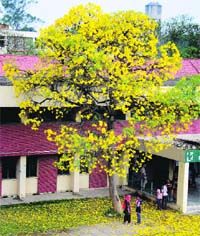 Flowers in full bloom on the PAU campus in Ludhiana.