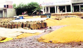Wheat stored in the open at the Grain Market in Jagraon.