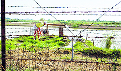 A farmer irrigates his fields across the fence near the Indo-Pak Border in Attari