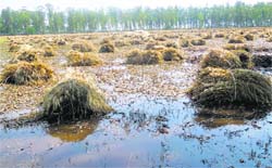 The harvested wheat crop lying in the fields in Moga. Tribune photo