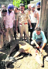 Volunteers of the SPCA along with a Sambar at Vallah village on the outskirts of Amritsar on Sunday.