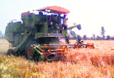 A combine machine harvests wheat in a village of Jind. 