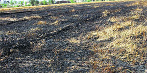 A view of the destroyed wheat after fire in a field at Saddopur village near Ambala City.