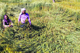 A farmer examines his wheat crop flattened by winds and heavy rain in Dharamsala on Saturday.