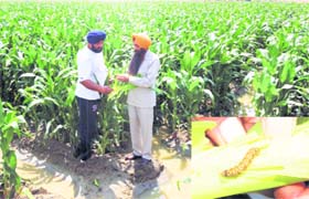 Agriculture scientist Dr Jaswinder Brar (right) inspects a maize field at Jai Singh Wala village in Moga district on Sunday; and (inset) larvae of a stem borer insect