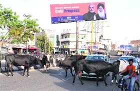 Mass contact: While the SAD-BJP combine makes tall claims of progressive politics, the city still grapples with the problem of stray cattle on the roads