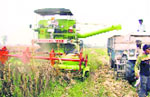 Combine harvesting in progress at Jaun village of Sonepat.