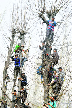 Supporters climb trees to have a glimpse of Chief Minister Omar Abdullah during an election rally in support of National Conference candidate Mehboob Beg at Damhaal Hanjipora in Kulgam district on Tuesday.