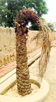 A dried up date palm tree at Badal village. 
