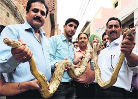 SPCA volunteers show pythons seized from a snake charmer in Amritsar