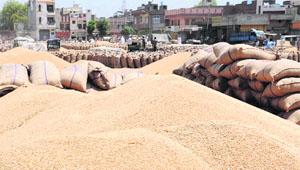 Wheat that is yet to be procured lying at the Grain Market in Bathinda on Wednesday.