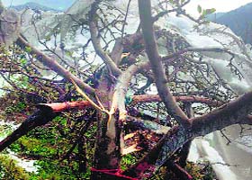Damaged apple trees piled on collapsed anti-hail nets in Ratnari