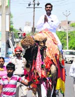 Independent candidate Sushil Jindal campaigns on a camel in Bathinda. Tribune photo: Pawan Sharma