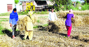 A farmer's family harvests its patch of wheat crop at Rampur village. 