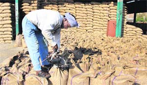 A labourer stitches gunny bags filled with wheat at grain market in Jalandhar on Thursday.