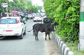 Cattle on a road at Bahu Plaza in Jammu