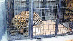 The rescued leopard in a cage in Chamba on Saturday.