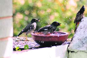 Small family: With temperatures rising birds keep themselves cool by bathing in water in Dehradun on Sunday