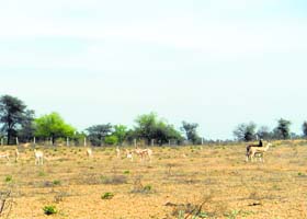 Blackbucks roam in their natural habitat, acquired by the NPCIL for a residential colony, at Badopal in Fatehabad