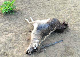 The carcass of mauled blackbuck found on Sunday