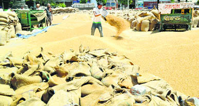 A worker cleans wheat at a mandi in Ludhiana on Sunday.