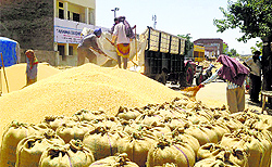Labourers unload wheat at Khanna grain market