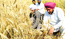 Farming is not an option favoured by the youth. In Punjab, over 2 lakh marginal and small farmers left farming between 1991 and 2005