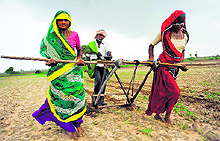 Agriculture contributes about 15 per cent to Indias GDP