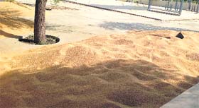 Wheat lying at the cremation ground in Badal village in Muktsar district on Monday.