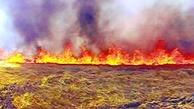 A file photo of the burning fields near Kotkapura.