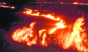 Wheat stubble burning in a field in Munak village
