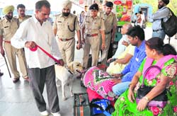 In the wake of the Chennai blasts, a team of the Railway Protection Force, with the help of a sniffer dog, conducts a check at the Chandigarh railway station on Thursday. Tribune photo: Parvesh Chauhan 